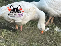 Geese — foto 6