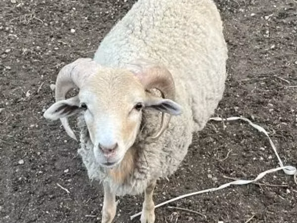 Ram, Merino sheep