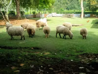 Schaf, Hampshire sheep — Foto 3