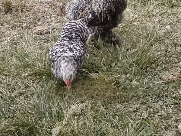 Chickens