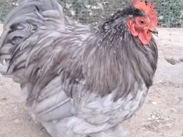 Pekin-Zwerg