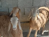 Widder, Arashan sheep — Foto 5