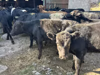 Toro, Swiss cattle — foto 1