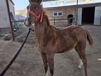 घोड़ा, Thoroughbred horse — फ़ोटो 4