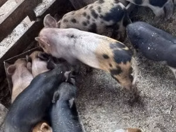 Schweine (Partie, Geschlecht nicht angegeben), Schweine