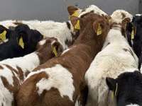 牛只（批次，未指定性别）, Cattle — 照片 4