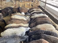 भेड़, Krasnoyarsk sheep — फ़ोटो 2
