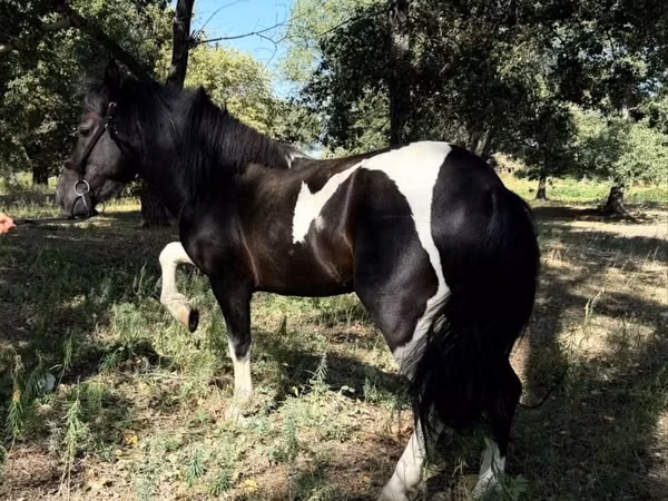 马匹（批次，未指定性别）, American shetland pony