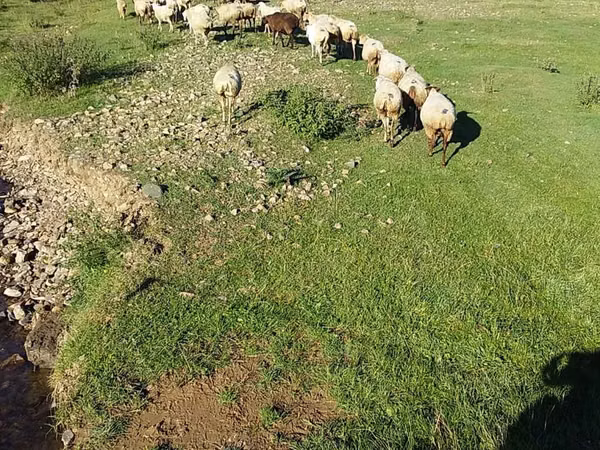 Oveja, Ovejas