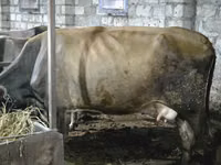 Cow, Cattle — photo 1