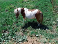 母马, Australian Pony — 照片 3
