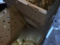 Chickens — Foto 4