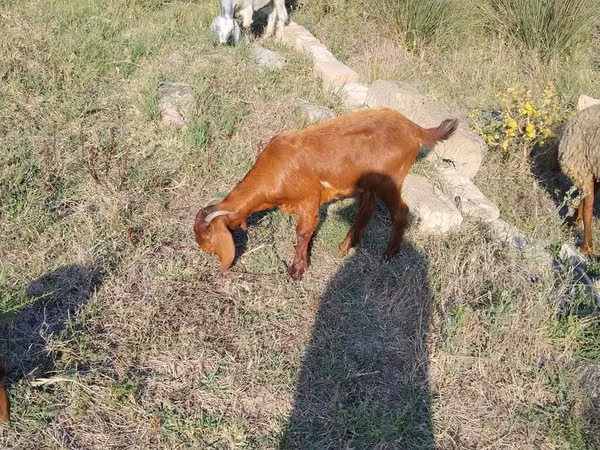 Goats (batch, sex not specified), Goats