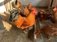 New Hampshire Rot — Foto 2