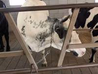 Kuh, Holstein-Rasse — Foto 3