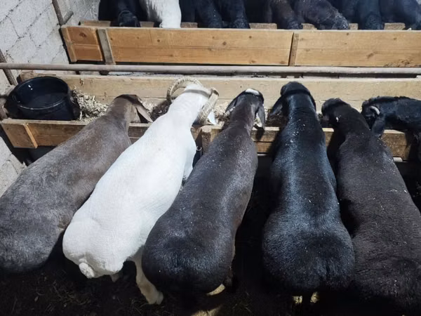 Ram, Sheep