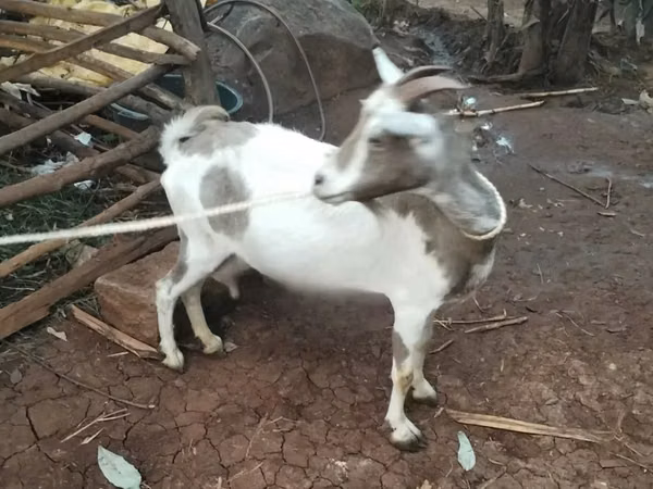 Goats (batch, sex not specified), Goats