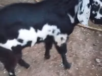 Ziege, Beetal goats — Foto 2