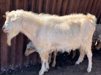 बकरा, Saanen goat — फ़ोटो 2