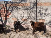 Goat, Goats — photo 7