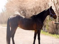 Caballo, Thoroughbred horse — foto 4