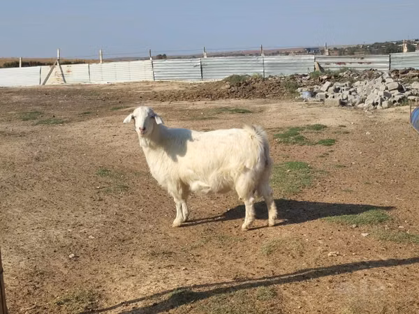 Cabra, Saanen goat
