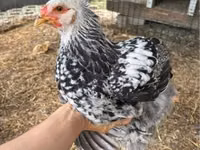 Brahma — photo 2