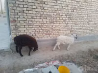 公羊, Sheep — 照片 1