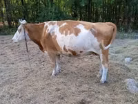 Cow, Hungarian Grey breed — photo 3