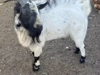 Ziegenbock, Nigerian dwarf goats — Foto 1