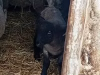 母羊, White Suffolk sheep — 照片 2