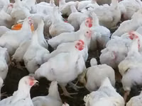 Chickens — foto 1