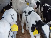أبقار (دفعة، الجنس غير محدد), Russian Black pied cattle — الصورة 4