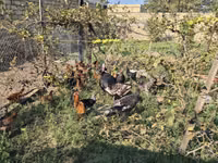 Chickens — फ़ोटो 2