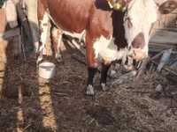 Cow, Kalmyk breed — photo 6