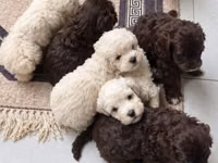 Məhsul: Toy pudel balaları • Növ: Toy Poodle (miniatür) • Mənşə — फ़ोटो 4