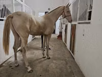 公马, Akhal-Teke — 照片 2