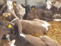 Rinder (Partie, Geschlecht nicht angegeben), Simmental cattle — Foto 2