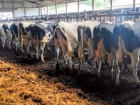 Vaca, Raza Holstein — foto 1
