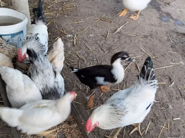 Czech Gold Brindled Hen