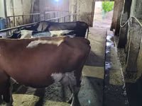 Bulle, Russian Black pied cattle — Foto 2