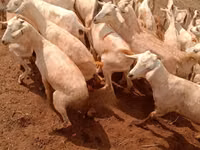 ماعز (دفعة، الجنس غير محدد), Somali goats — الصورة 4