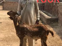 Cabras (lote, sexo no especificado), Najdi goat — foto 3