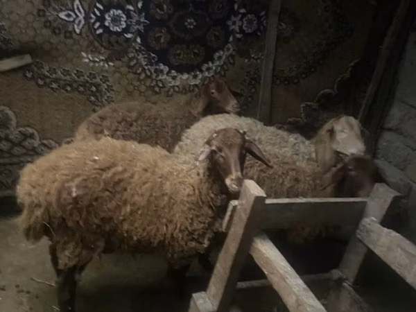 भेड़ें (लॉट, लिंग निर्दिष्ट नहीं), भेड़