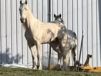 Hengst, Kentucky mountain daddle horse — Foto 3