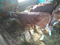 Rinder (Partie, Geschlecht nicht angegeben), Limousin-Kuh — Foto 2