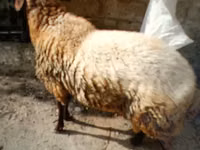 公羊, Sheep — 照片 5