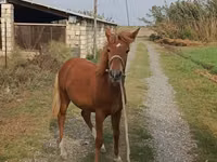 Yegua, Caballos — foto 6
