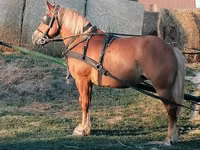 فرس, Haflinger — الصورة 2