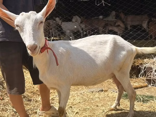 Goat, Saanen goat
